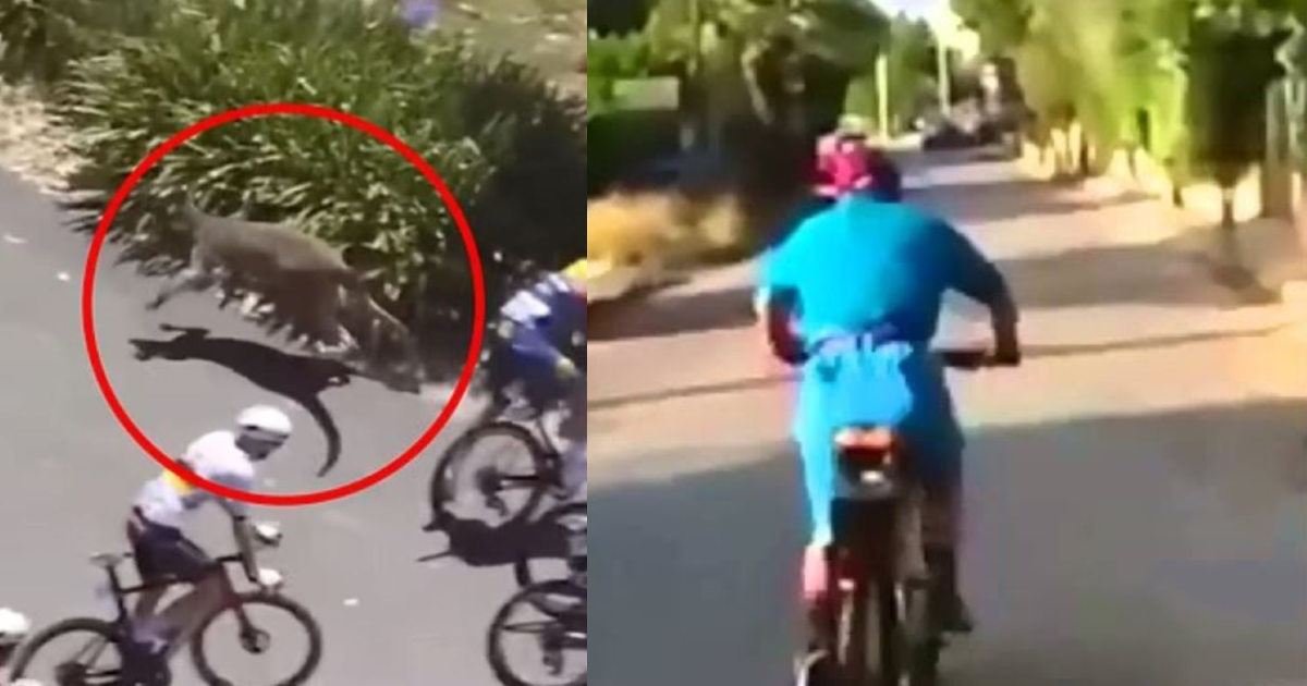 Καγκουρό σωριάζει ποδηλάτη σε κούρσα, τελικά βγαίνει 1ος