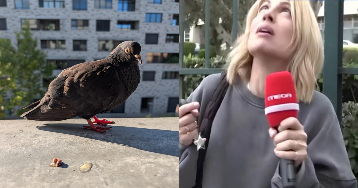 Περιστέρι αφοδεύει on air σε δημοσιογράφο, συνεχίζει απτόητη ΜΕΧΡΙ ΤΕΛΟΥΣ